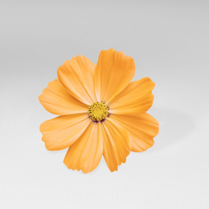 Edible cosmos flower