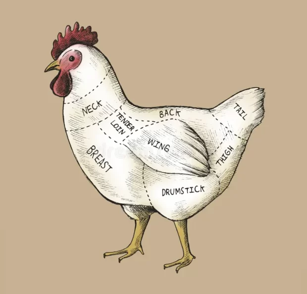 hand-drawn-cut-chicken
