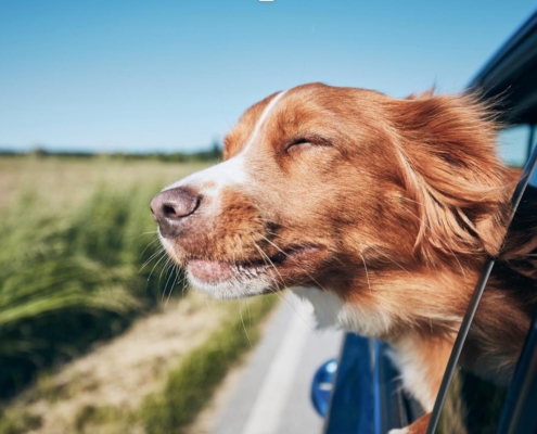 Veterinærhuset AS | Smådyrklinikk Reise til Sverige med hund eller katt? Reise hund katt Norge Sverige Hund i bil, reiser til utlandet