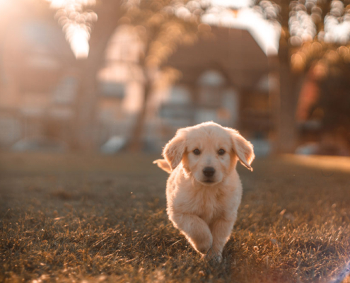 Golden retriever