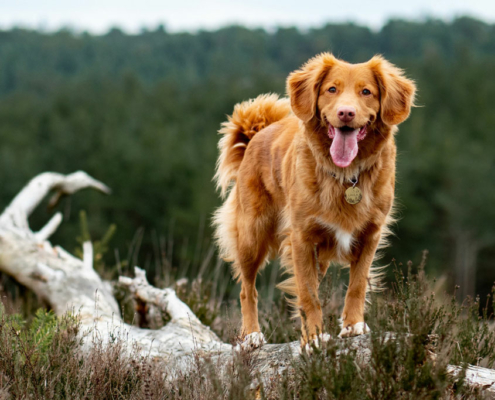 Frisk sunn hund i natur