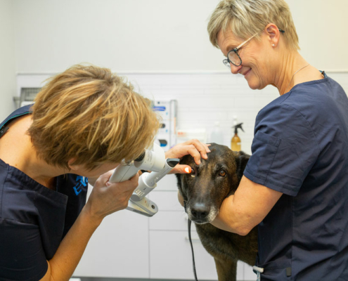 Øyeundersøkelse av hund ved Veterinærhuset AS, Veterinaær Ragne undersøker en hund, dyreklinikk i Elverum