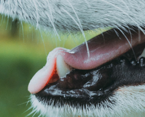 Periodontitt hos hund, illustrasjonsbilde,