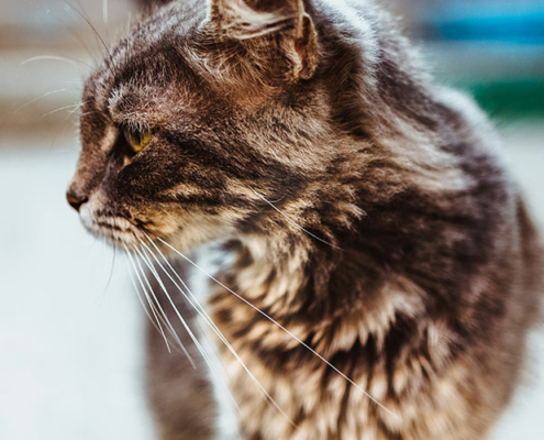 Veterinærhuset AS | Smådyrklinikk Hjemløse katter hjemos katt hjemløs katt, illustrerer hjemløse katter