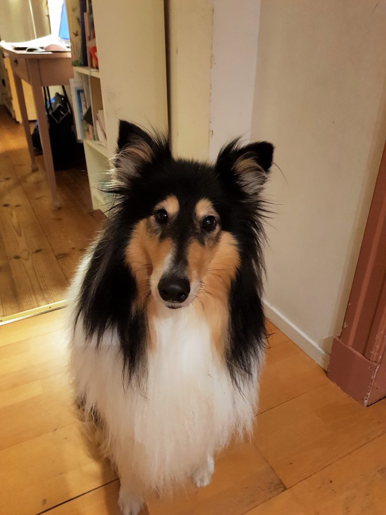 Veterinärens hund, Tess, en trefärgad collie som i september fick sin korsbandsoperation.