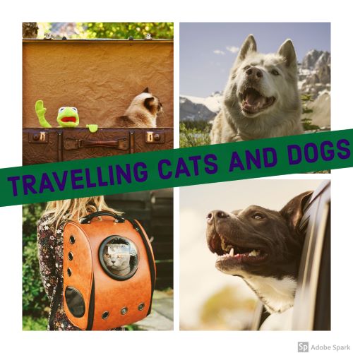 Att resa med djur - Läs här hur du ska göra - Vetmobilen