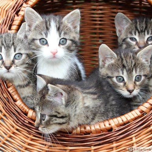 Fem små spräckliga kattungar i en korg. Det är inte ovanligt att bondkatter får öronskabb som leder till öroninflammation.