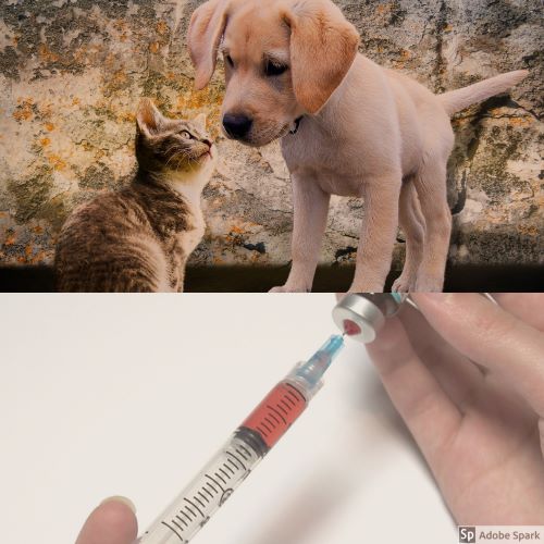 Kattunge och hundvalps i övre delen av bilden. I nedre delen en vaccinspruta. Det bästa sättet att skydda din hund mot valpsjuka är genom vaccination.