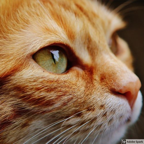 En rödtabbyfärgad katt med gröna ögon tittar i profil åt höger från fotografen sett. Katten ser frisk ut och är sannolikt fri från kattsnuva.