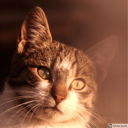 En katt som är gråspräcklig och vid på kinderna och halsen tittar lite snett till höger förbi fotografen. Kattpest kan drabba både inne- och utekatter. Vaccination vart tredje år ger ett bra skydd.