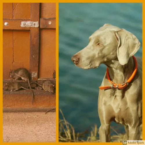 Bild på råttor till vänster. Till höger en hund vid vatten. Hundar kan smittas av leptospiros via urinen från gnagare.