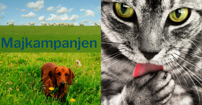 Tredelad bild med en fårflock i övre vänstra hörnet, en brun släthårig hund i nedre vänstra hörnet och en grå katt till höger i bild. Majkampanjen gäller 1-31 maj 2019.