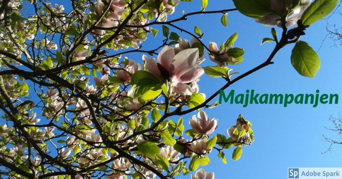 Blommande rosa magnolia mot en blå himmel. Texten Majkampanjen som betyder att du får 250 kr rabatt för ditt bokade besök i maj 2019.