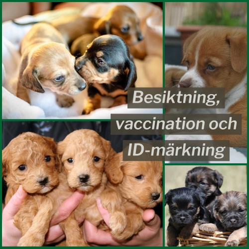 Fyra olika kullar av valpar på en bild, där texten "Besiktning, vaccination och ID-märkning" står över.