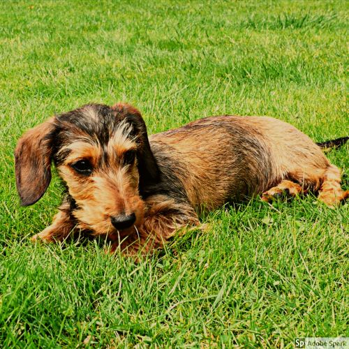 Strävhårig tax som ligger i grönt gräs. Vaccinera din hund under Vetmobilens sommarkampanj.