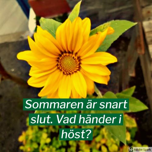 En ensam solros med texten "Sommaren är snart slut. Vad händer i höst"