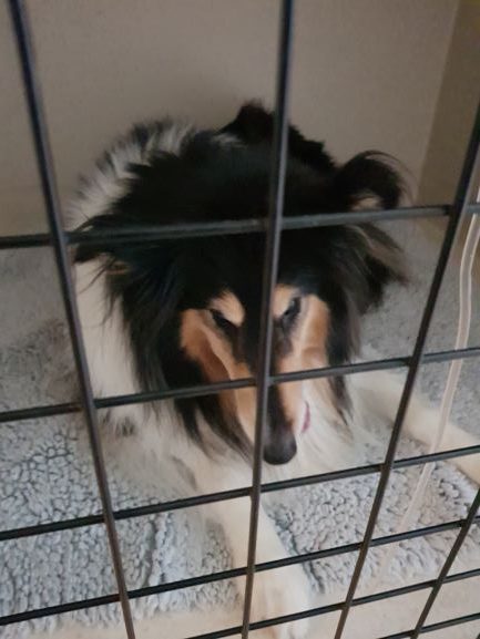 Tess, trefärgad collie, i en uppvakningsbur på kliniken. Hon har nyss vaknat upp efter korsbandsoperationen.