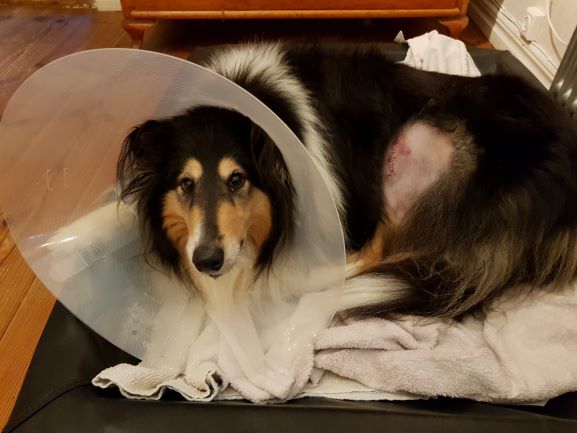 Hunden Tess, trefärgad collie, med plastkrage på för att minska risken för komplikationer efter operation.