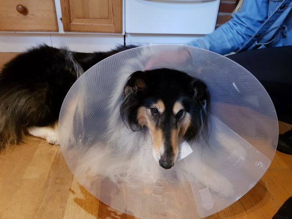 Tess i köket med krage på för att hindra henne från att slicka på operationssåret från hennes korsbandsoperation. Ledsen collie.