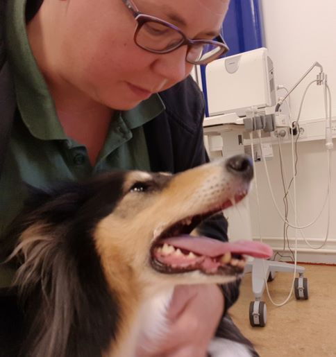 Agneta Andersson och hunden Tess, en trefärgad collie, som har kommit till kliniken inför Tess korsbandsoperation.