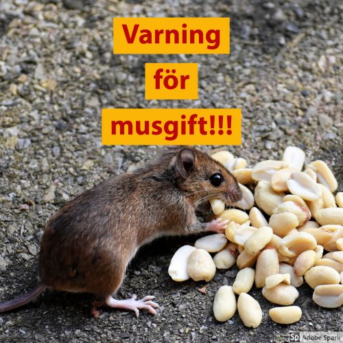 En mus som äter nötter med texten "Varning för musgift!" i rött på gul botten ovanför. Texten handlar om en varning för alfakloralos som kan förgifta katter och hundar.