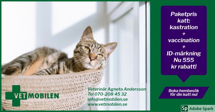 Kastrationskampanj för hankatter. En katt ligger i en korg. 555 kr rabatt vid kastrationspaket med början i januari.