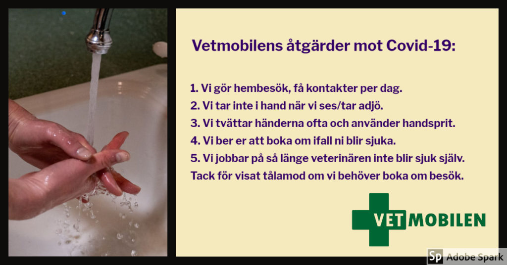 Bild på händer som blir tvättade under rinnande vatten. Texten Vetmobilens åtgärder mot Covid-19 beskriver de åtgärder Vetmobilen tar för att minska risken för coronavirus att spridas.