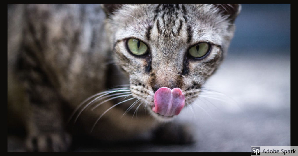 En katt med tigréränder i ansiktet tittar rakt in i kameran och slickar sig om nosen. Texten handlar om förkylning hos katt.