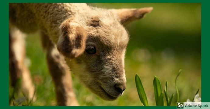 Ett lamm eller ett kid nosar mot gräset. Bilden symboliserar våra tjänster avseende får och get.