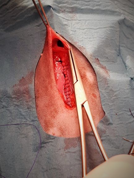 Operationssåret vid navelbråck. Snittet i bukväggen efter kastrationen är sytt, men bråckporten syns som ett hål längst upp i bild. Hålet går från under huden och in i bukhålan.