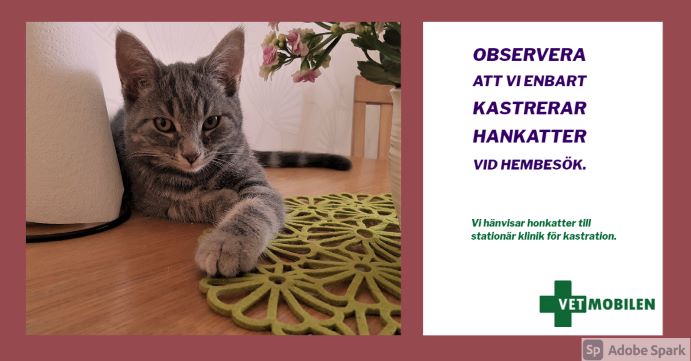 Bild på en grå katt. Texten "Observera att vi enbart kastrerar hankatter vid hembesök." Kastrering av hankatt. Kastration av katt.