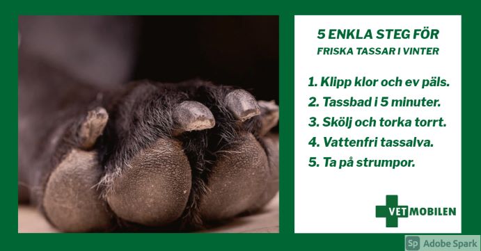 Närbild hundtass med förklaring hur du ska vårda tassarna i 5 enkla steg.