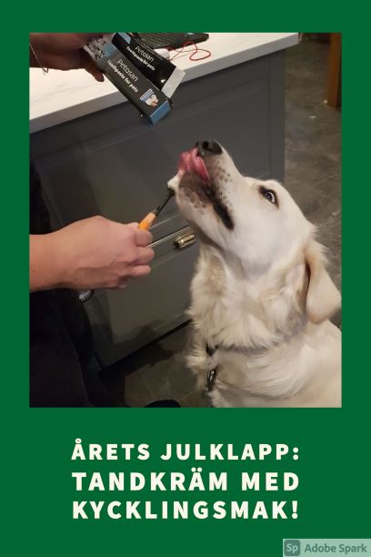 Golden retriver som tycker om sin tandkräm, årets julklapp från Vetmobilen.