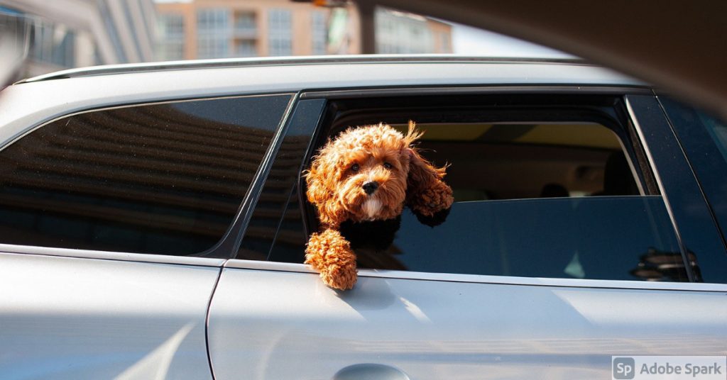 Lurvig brun hund som tittar ut ur sidorutan på en silvermetallic bil. Sidan handlar om åksjuka hos hund. Adaptil transport spray köper du hos Vetbutiken.