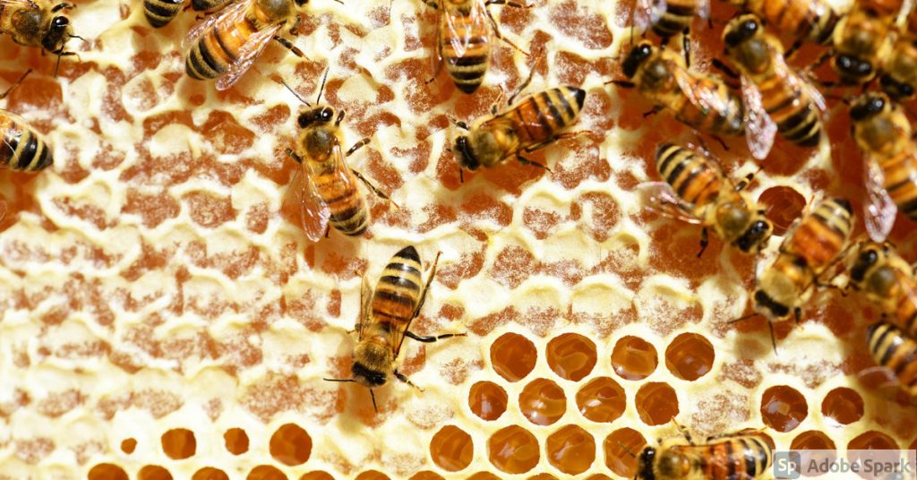 Honungsbin på en vaxkaka. Det symboliserar Activon honungssalva, som du kan köpa i Vetbutiken.
