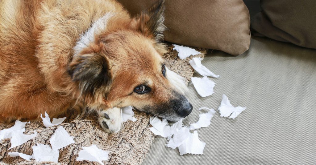 Brun, svart och vit hund som ligger bland söndertrasade papper eller tyg. Den ser skamsen ut, som om den har ont i magen efter att ha ätit något olämpligt. Du kan ge den Enteromicro complex som du köper på Vetbutiken.