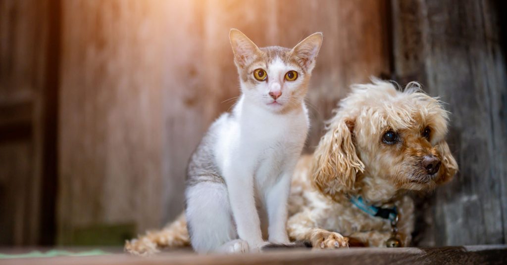 En katt och en hund tittar mot kameran. Det symboliserar torra ögon och att du kan köpa dina smörjande ögondroppar hos Vetbutiken.