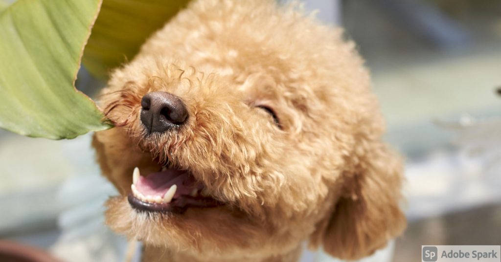 Brun, lockig hund av pudeltyp som ler med öppen mun och kisande ögon. Det symboliserar hur du kan förbättra din hunds munhälsa genom att borsta tänderna. Tandkrämen köper du hos Vetbutiken.