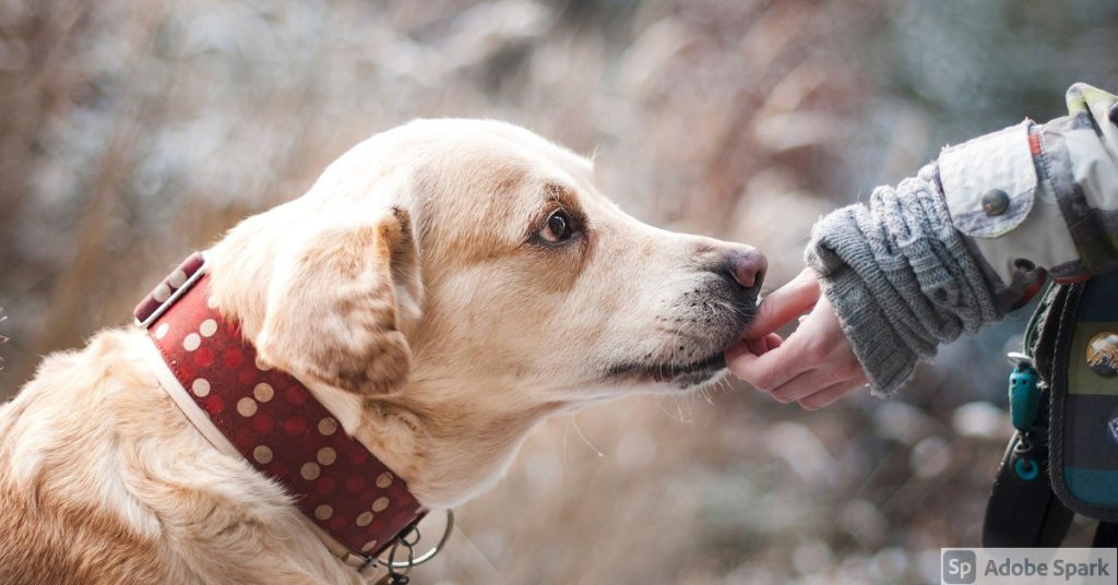 En brun och vit hund i profil som har lite sänkta öron och ser lite orolig ut. En människa ger den något att äta med handen. Det kan vara en Aptus Relax för mindre stress hos hund. Finns att köpa hos Vetbutiken.