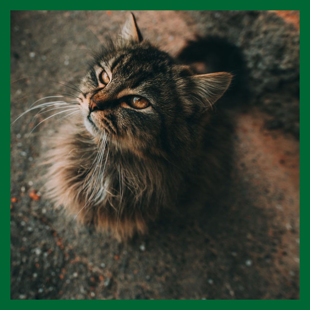 Långhårig katt sitter och tittar upp mot kameran. Texten handlar om sjukdom hos den äldre katten.