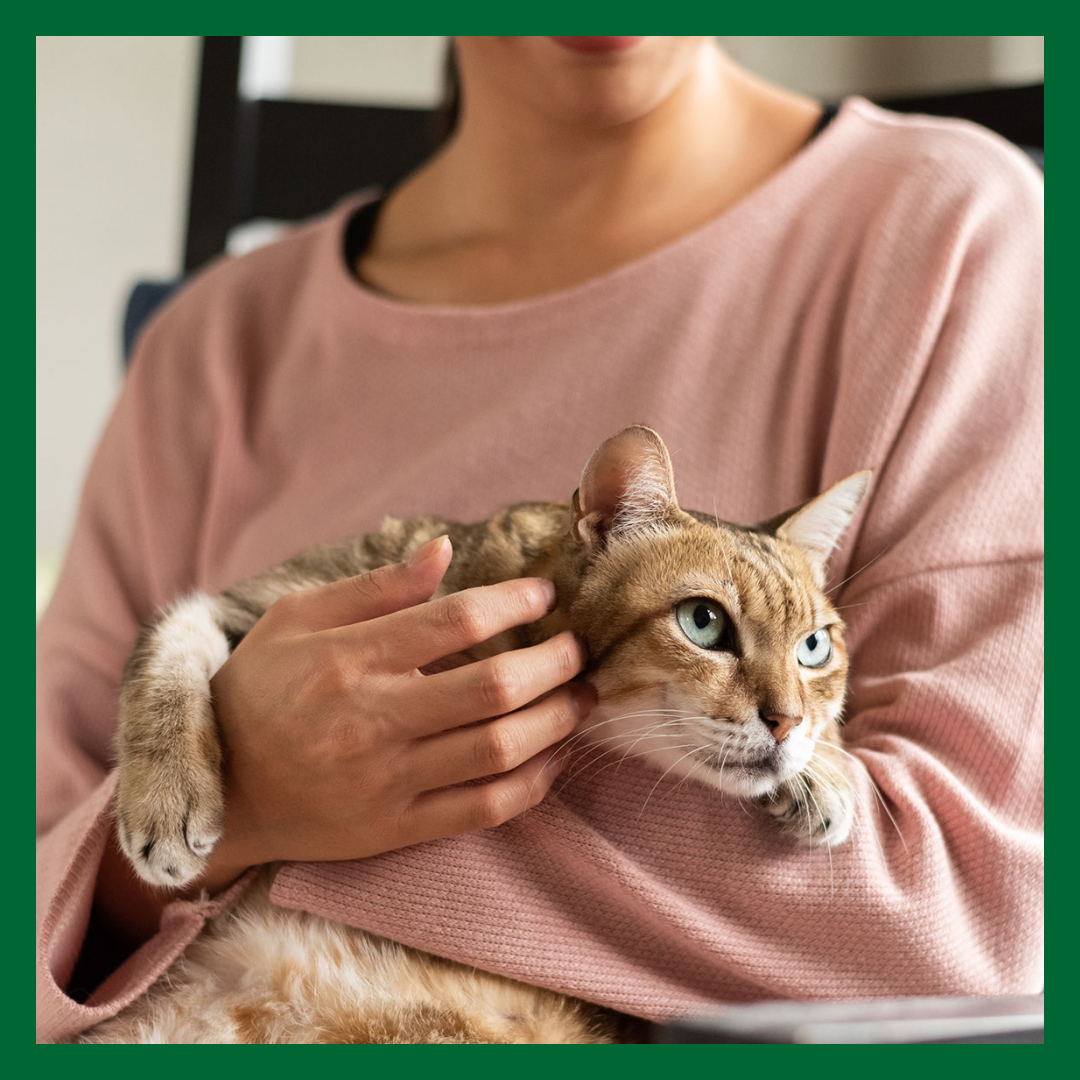 En kvinna i rosa tröja håller en katt i armarna. Texten handlar om compassion fatigue hos veterinärer.