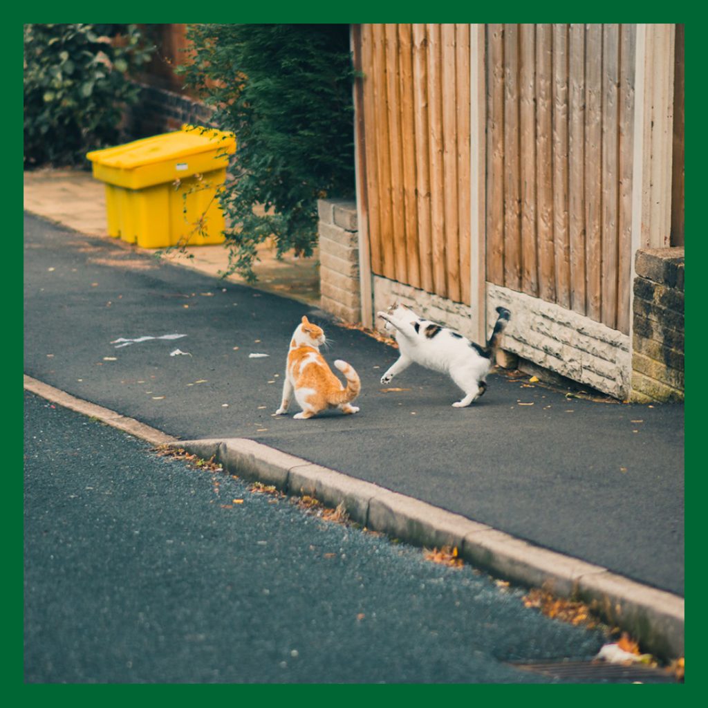 Två katter som slåss på en gata. Den ena katten är röd och vit och den andra är vit med röda och svart fläckar. Slagsmål mellan katter leder ofta till en böld.