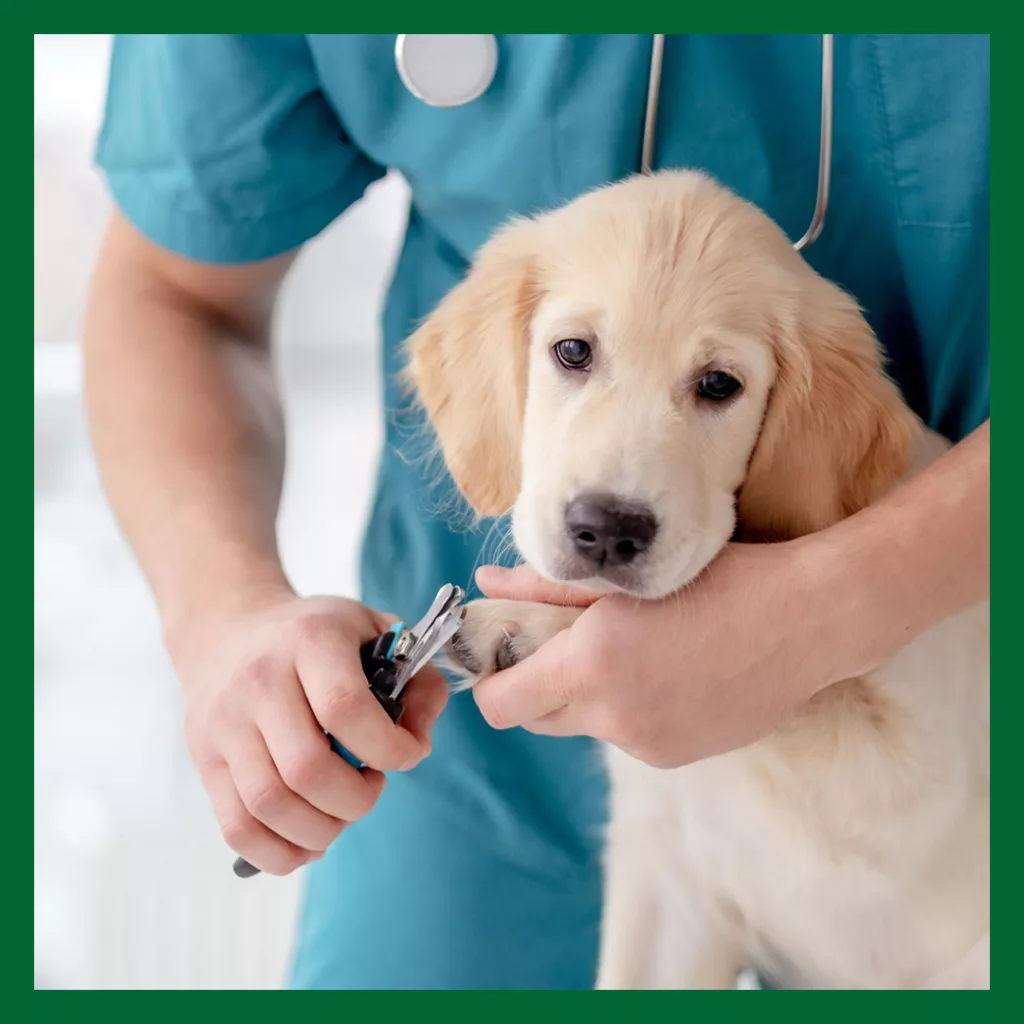 Kloklippning av en goldenvalp. En veterinär i blågröna scrubs klipper klorna på framtassen på valpen. Läs mer om hundens klor på vetmobilen.se