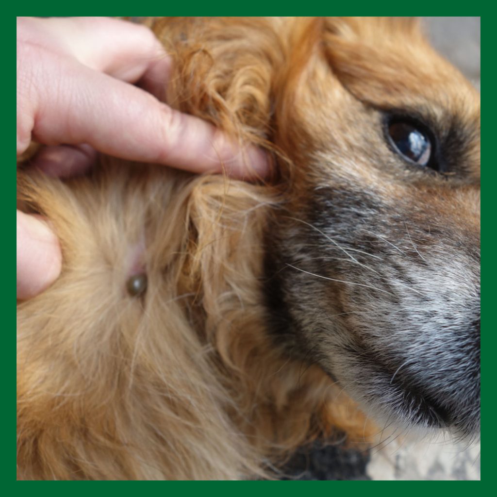 Brund hund med en fästing på halsen. Fästingar kan bära på fästingburna sjukdomar.