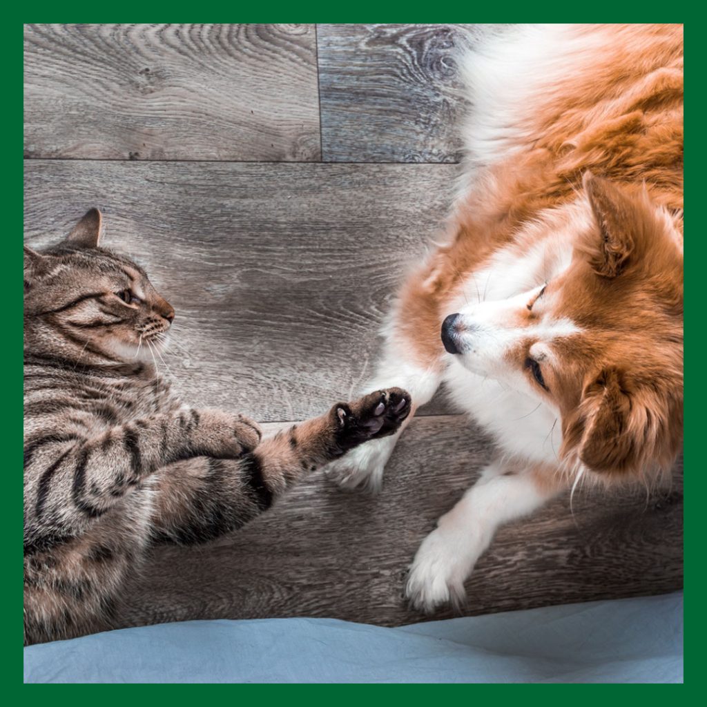 En tigrerad katt leker med en en brun och vit hund. De symboliserar att både hund och katt kan behöva fästingmedel under sommarsäsongen.