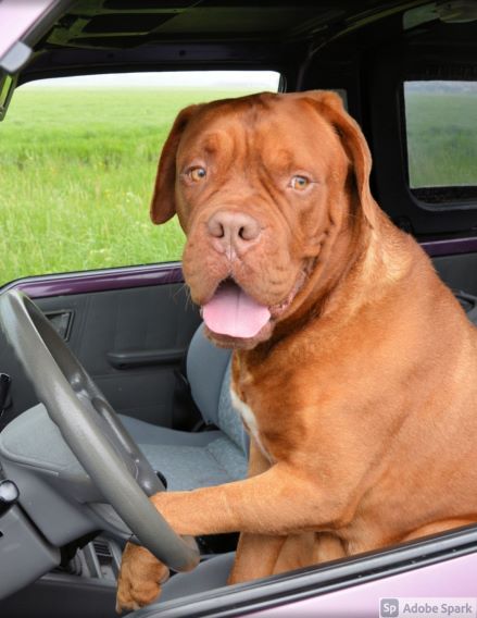 Varm hund i bil, sommaren 2022. Lämna aldrig din hund i bilen! Den kan få värmeslag.