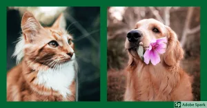 röd & vit katt och golden retriever med en blomma i munnen. Symboliserar vård i livets slut på vetmobilen.se. Se våra priser och boka tid för vård i livets slut.