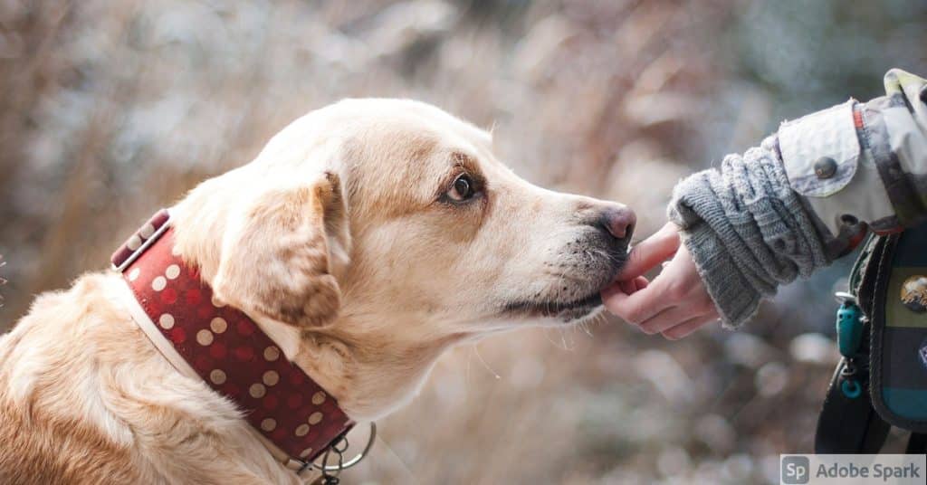 En rädd och försiktig hund som nosar mot en hand. Symbol för lugnande effekt från Aptus Relax Chews som finns åter i lager hos Vetmobilen.