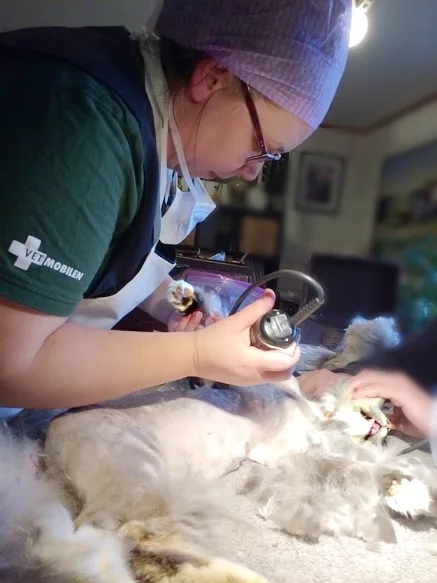 Veterinär Agneta gör tovklippning på en långhårig katt med många tovor. Beställ ditt hembesök på vetmobilen.se
