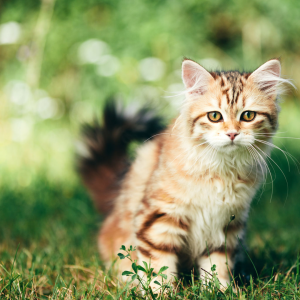 Kastrera katt innan den blir könsmogen. Katten på bilden är en semilånghårig, tigrerad katt. Boka ditt hembesök hos Vetmobilen.